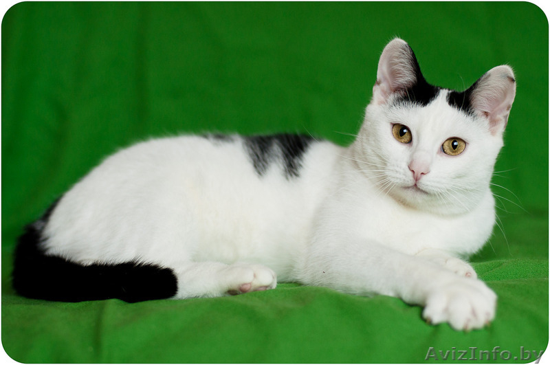 Милочка - милашка в дар - Изображение #6, Объявление #1483792