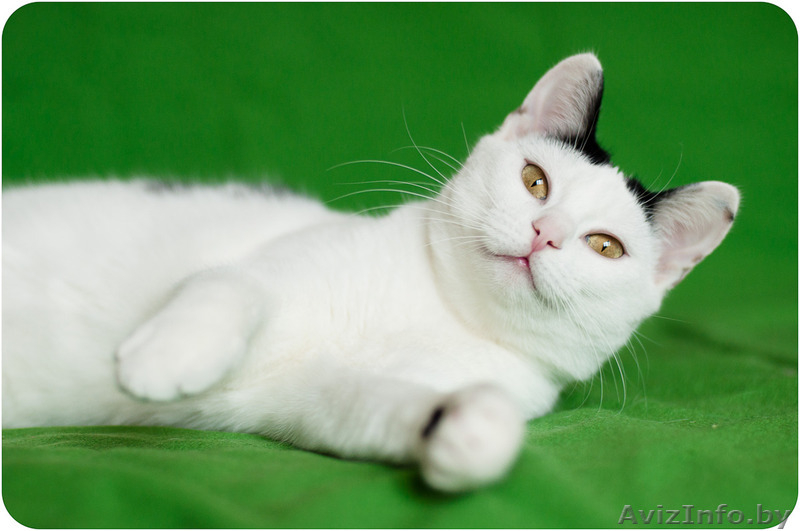 Милочка - милашка в дар - Изображение #5, Объявление #1483792