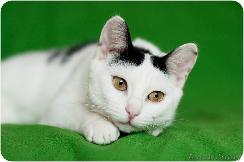 Милочка - милашка в дар - Изображение #4, Объявление #1483792