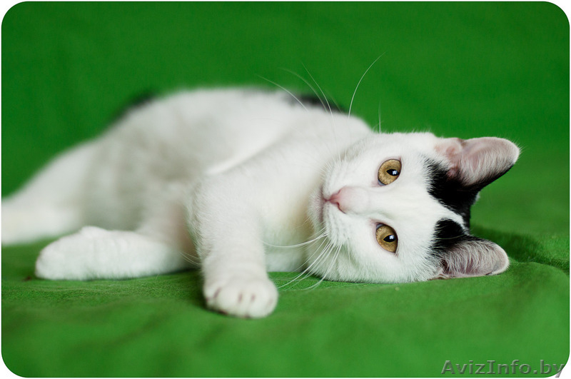 Милочка - милашка в дар - Изображение #3, Объявление #1483792