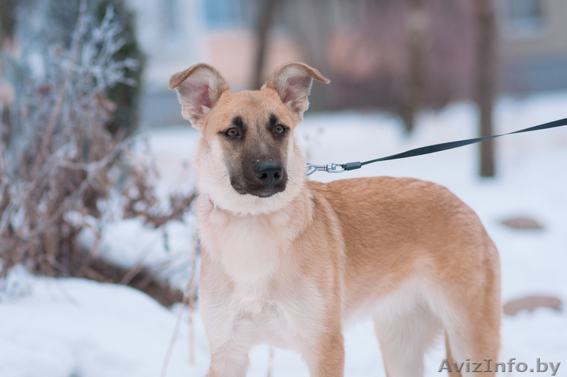 собачка подросток Милли ищет дом - Изображение #3, Объявление #1481092