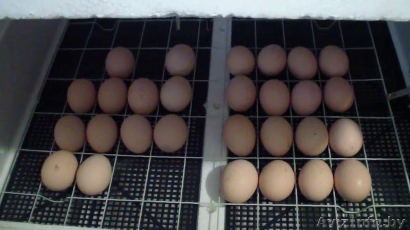 Инкубатор Несушка на 36 яиц - Изображение #3, Объявление #1529540