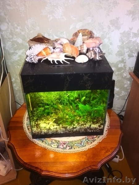 Изготовление, ремонт аквариумов, террариумов и стеклоизделий по низким ценам - Изображение #1, Объявление #1530679