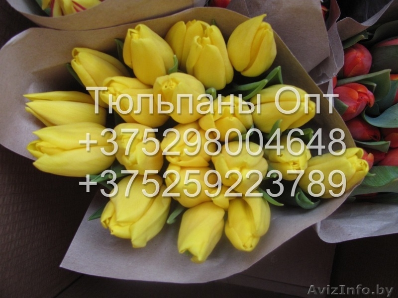 Тюльпаны Опт - Изображение #5, Объявление #1534432