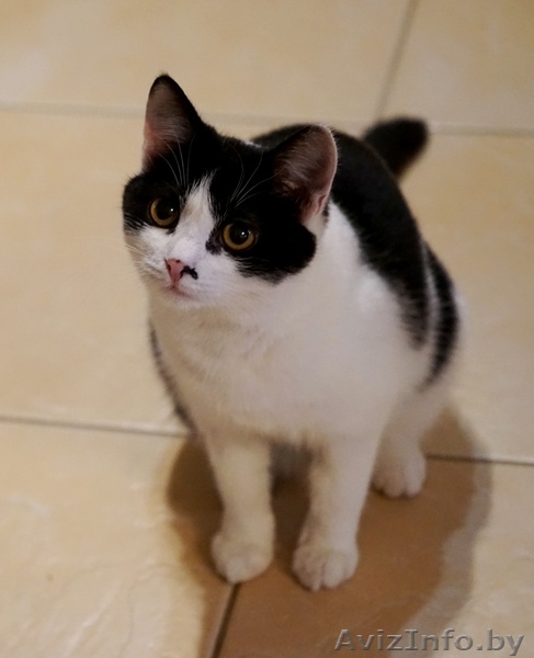 кошечка подросток Дина ищет дом - Изображение #5, Объявление #1484261