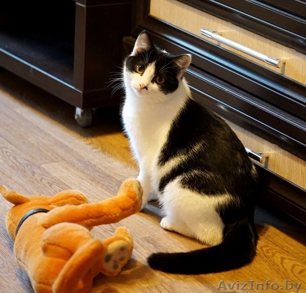 кошечка подросток Дина ищет дом - Изображение #3, Объявление #1484261