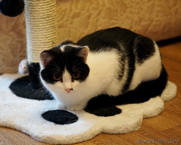 кошечка подросток Дина ищет дом - Изображение #2, Объявление #1484261