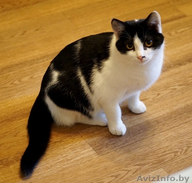 кошечка подросток Дина ищет дом - Изображение #7, Объявление #1484261