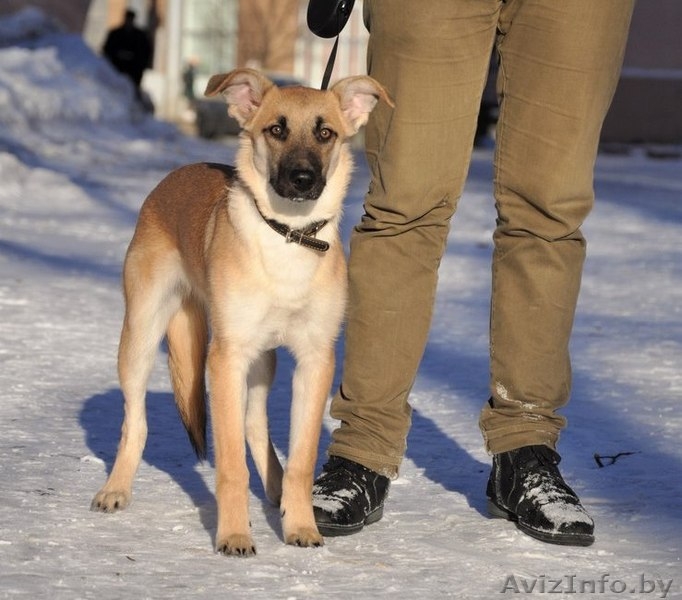 собачка подросток Милли ищет дом - Изображение #4, Объявление #1481092