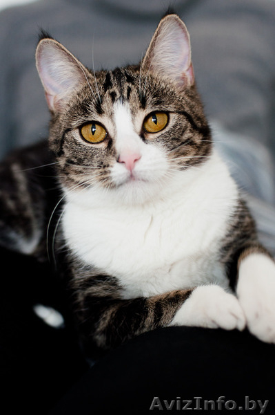 Нэсси - принцесса в мраморной шубке - Изображение #5, Объявление #1491331