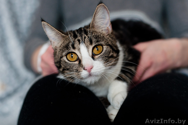 Нэсси - принцесса в мраморной шубке - Изображение #4, Объявление #1491331