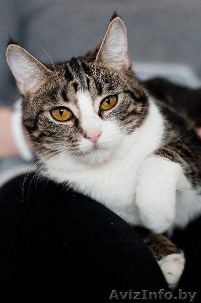 Нэсси - принцесса в мраморной шубке - Изображение #3, Объявление #1491331