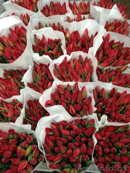 Голландские тюльпаны Оптом - Изображение #2, Объявление #1538752