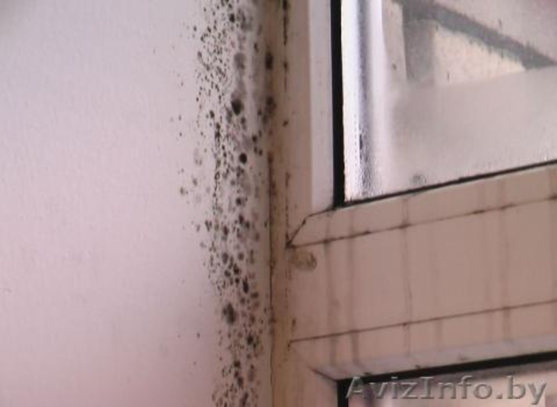 Устранение плесени в любых помещениях - Изображение #3, Объявление #1539253