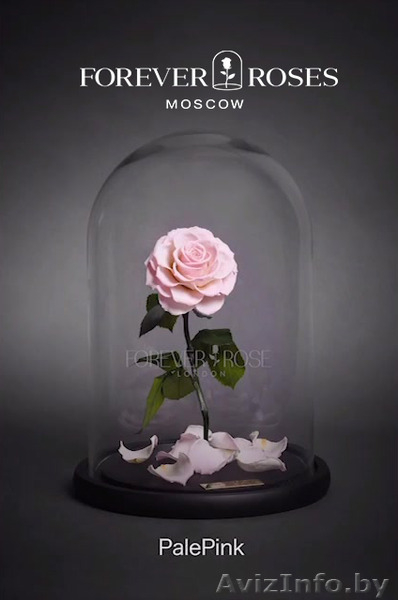 Роза в Колбе Минск доставка по РБ - Изображение #3, Объявление #1540356