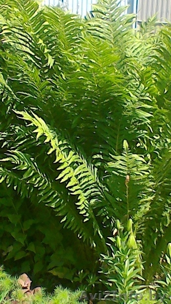 Папоротник из ЛК - Изображение #3, Объявление #1544539