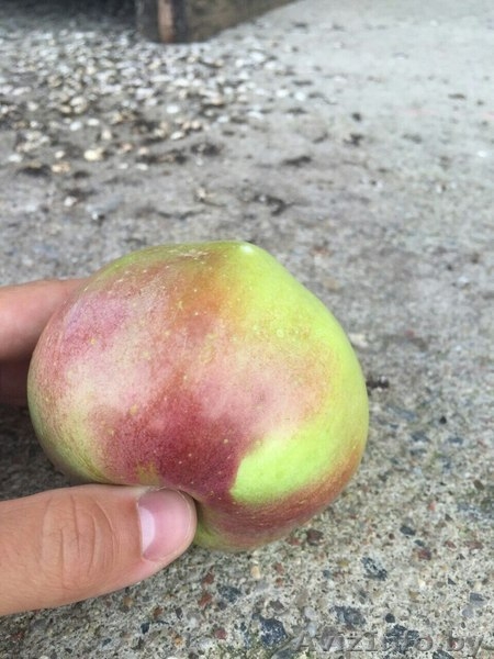 Белорусские яблоки оптом - Изображение #1, Объявление #1545908