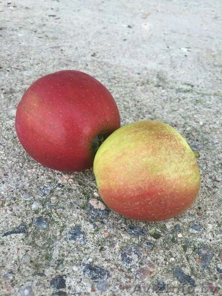 Белорусские яблоки оптом - Изображение #3, Объявление #1545908