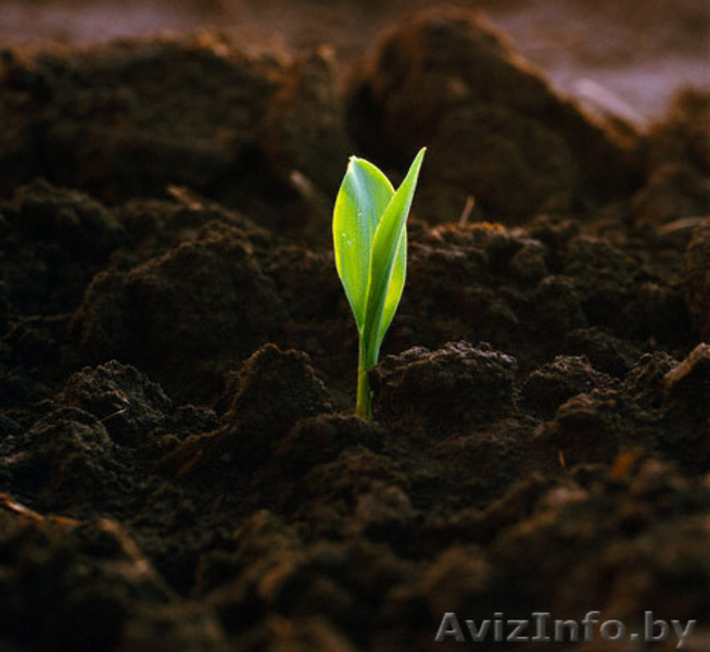 Песок. Пгс. Гравий. Щебень. Грунт. Гравийно-валунная смесь. Чернозем.  - Изображение #5, Объявление #1544516