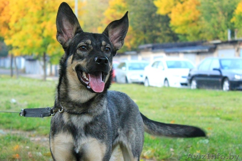 Юная утонченная Грейс ждет хозяина! - Изображение #4, Объявление #1461447