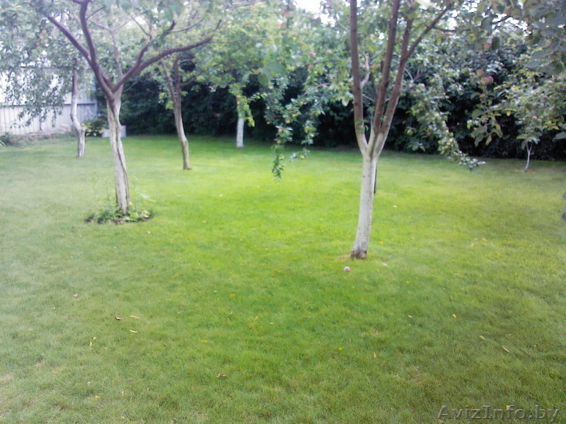 Посев дачного газона - Изображение #3, Объявление #1547505