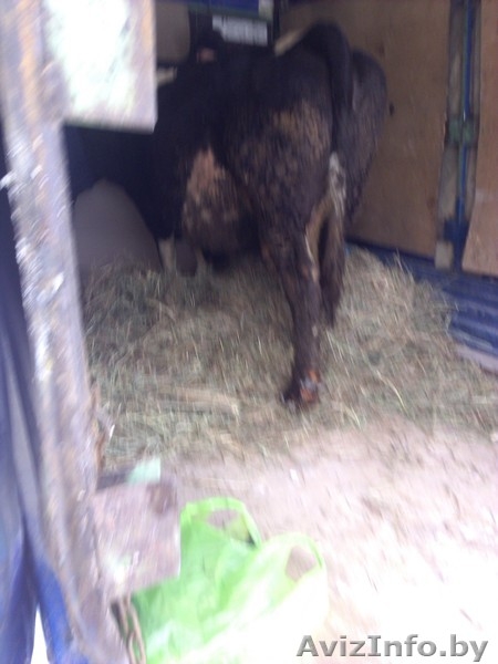 грузоперевозки,вывоз мусора - Изображение #3, Объявление #1522566