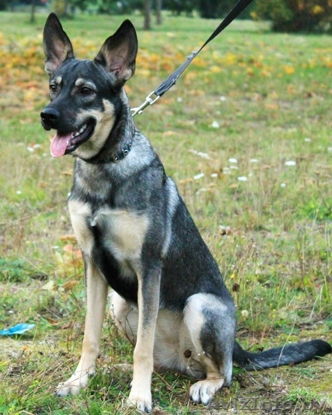 Юная утонченная Грейс ждет хозяина! - Изображение #1, Объявление #1461447