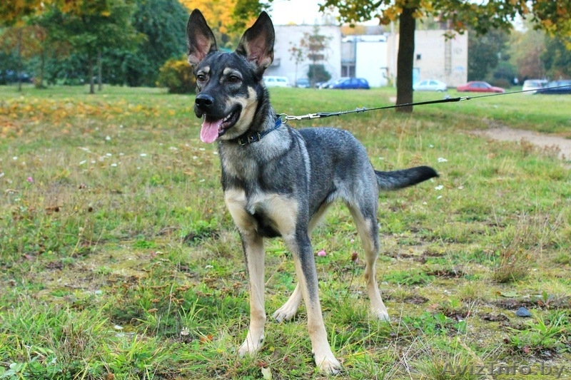 Юная утонченная Грейс ждет хозяина! - Изображение #3, Объявление #1461447