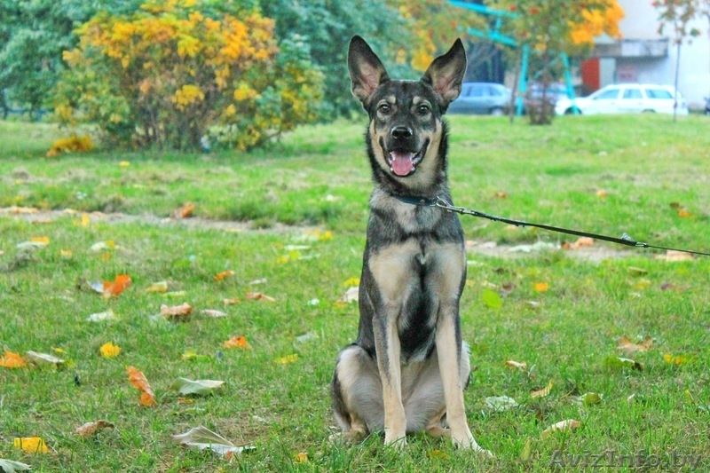 Юная утонченная Грейс ждет хозяина! - Изображение #2, Объявление #1461447