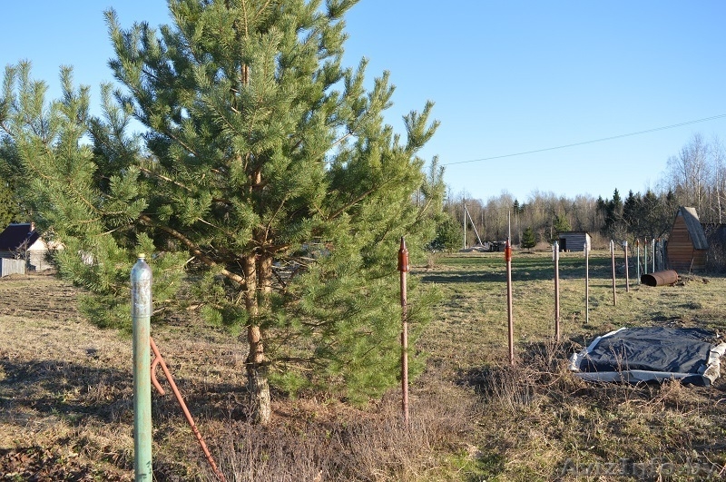 Дачный участок 38 км от Минска - Изображение #3, Объявление #1549863