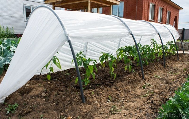 Чудо-парник - замена дорогим теплицам. - Изображение #2, Объявление #1551344