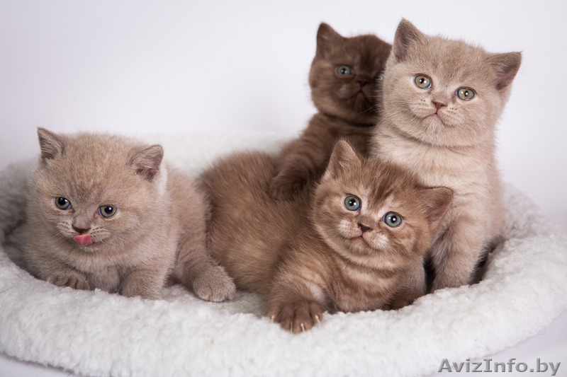 Настоящие британские клубные малышки от родителей-чемпионов. - Изображение #1, Объявление #1549455