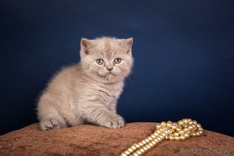 Настоящие британские клубные малышки от родителей-чемпионов. - Изображение #3, Объявление #1549455
