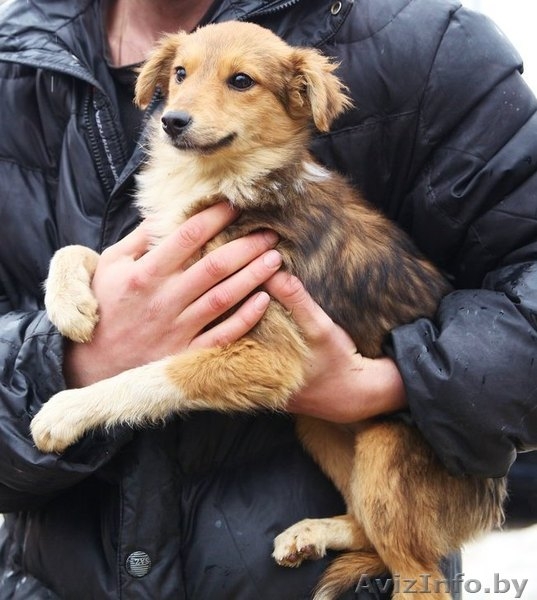 Щенок-подросток Иришка (метис шелти, 7 мес.) - Изображение #3, Объявление #1554107