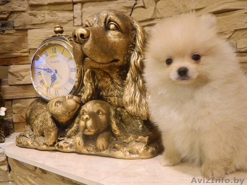 Щенки Померанского шпица мальчики  девочки. Окрас Крем и крем-соболь.  - Изображение #3, Объявление #1549792