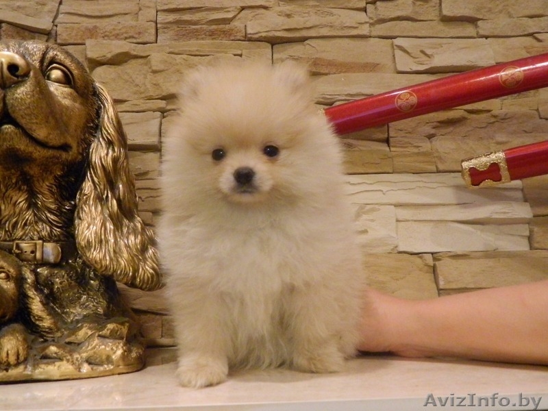 Щенки Померанского шпица мальчики  девочки. Окрас Крем и крем-соболь.  - Изображение #4, Объявление #1549792