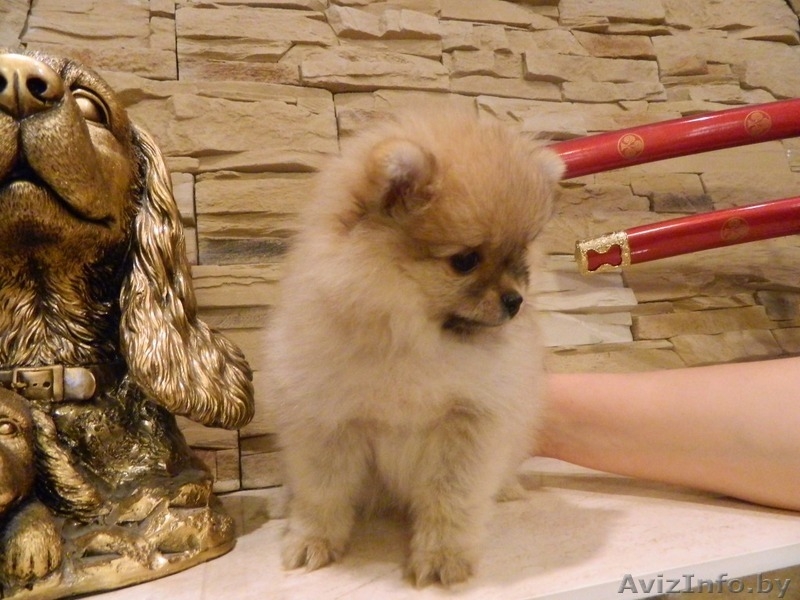 Щенки Померанского шпица мальчики  девочки. Окрас Крем и крем-соболь.  - Изображение #5, Объявление #1549792