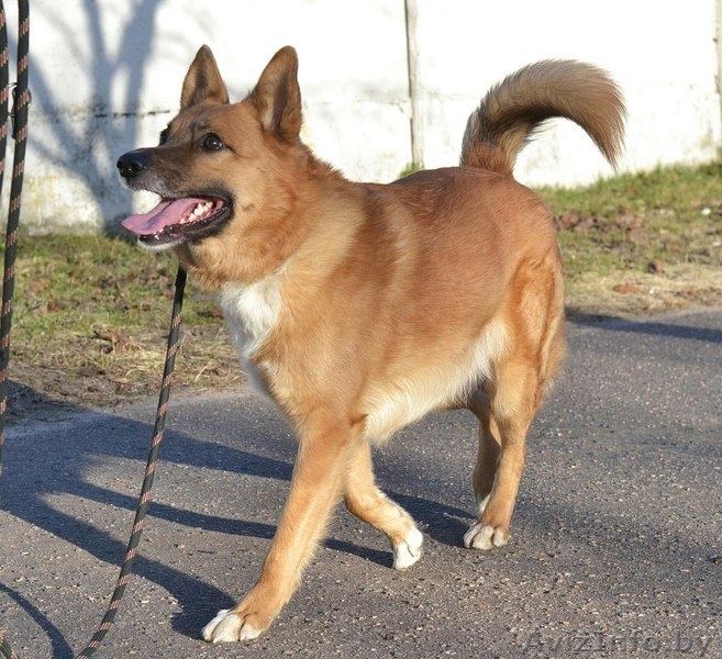 Рик (6 лет) ищет ДОМ - Изображение #3, Объявление #1554115