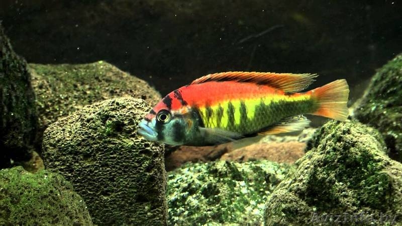 мальки ниерери василька еллоу - Изображение #4, Объявление #1551528