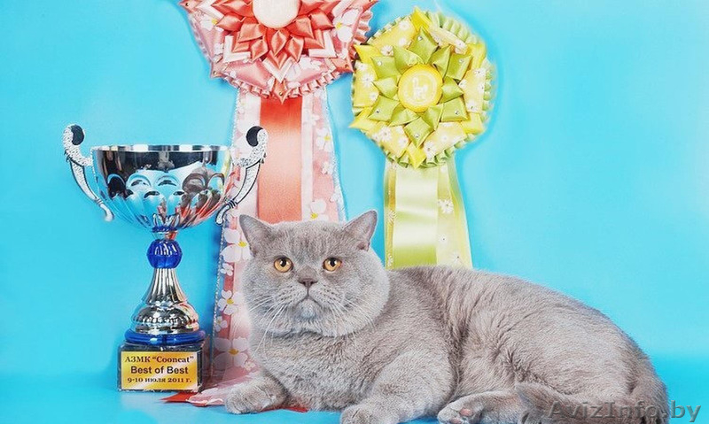 Настоящие британские клубные малышки от родителей-чемпионов. - Изображение #5, Объявление #1549455