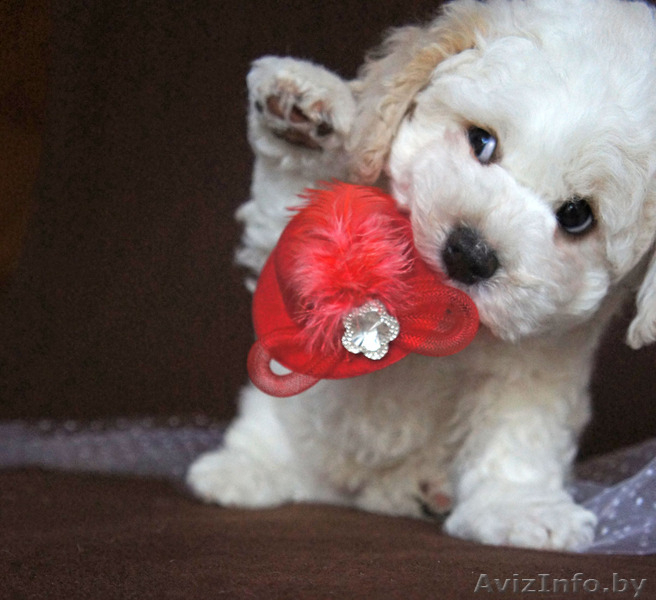 Щенки бишон фризе - само очарование - Изображение #3, Объявление #1560085
