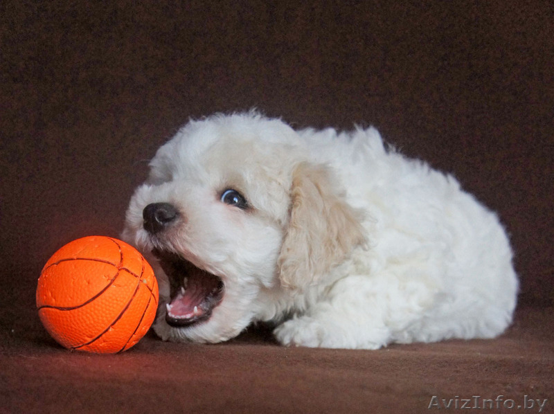 Щенки бишон фризе - само очарование - Изображение #6, Объявление #1560085