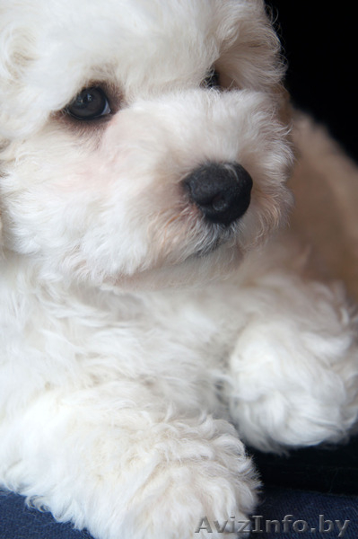 Щенки бишон фризе - само очарование - Изображение #7, Объявление #1560085
