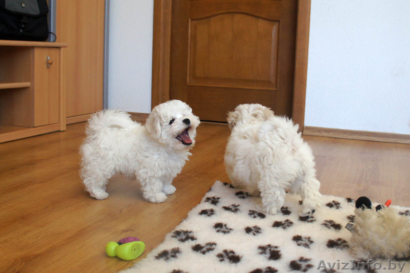 Щенки бишон фризе - само очарование - Изображение #8, Объявление #1560085