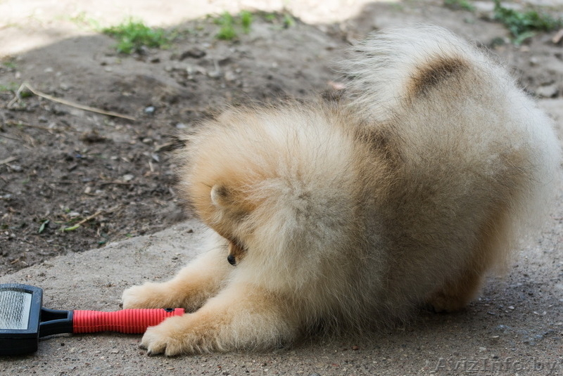 Крошечный малыш Енсен Къянти (померанский карликовый шпиц) - Изображение #10, Объявление #844552