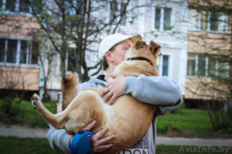 собачка подросток Милли ищет дом - Изображение #6, Объявление #1481092