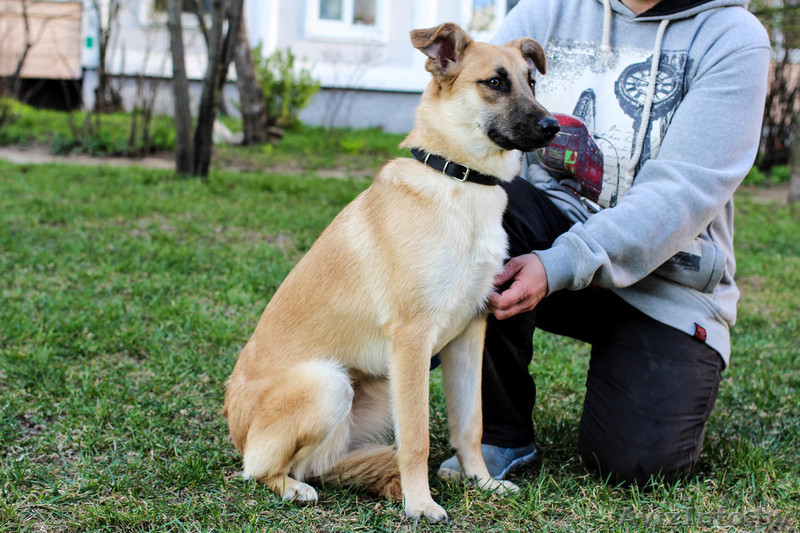собачка подросток Милли ищет дом - Изображение #5, Объявление #1481092