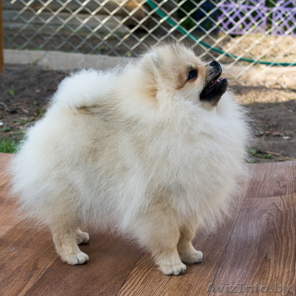 Щенок шоу-перспектива Ессей Блан-де-Блан (померанский карликовый шпиц) - Изображение #3, Объявление #1251134