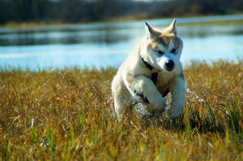 Щенки Аляскинского Маламута Минск - Изображение #1, Объявление #1560225