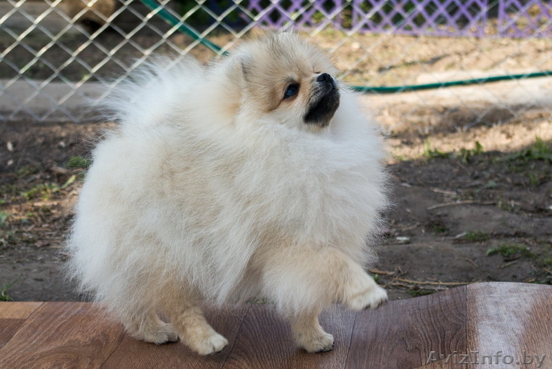 Щенок шоу-перспектива Ессей Блан-де-Блан (померанский карликовый шпиц) - Изображение #4, Объявление #1251134